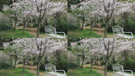 樱花林樱花树下白色休闲椅空镜高清在线视频素材下载