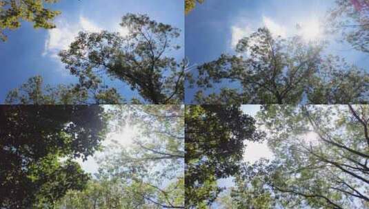 夏天阳光穿过树林唯美空镜头风景视频素材高清在线视频素材下载