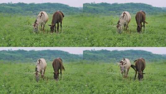 马匹在牧场吃草高清在线视频素材下载
