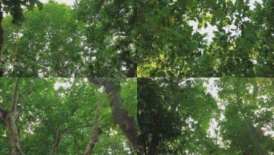 夏日参天大树法国梧桐实拍绿色植物高清在线视频素材下载