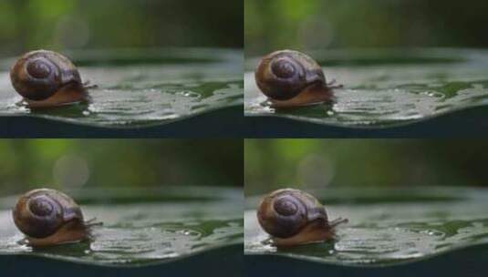 蜗牛在自然界的生活高清在线视频素材下载