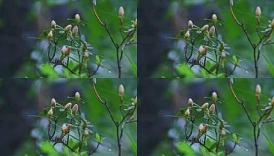 夏季下雨天山林植物树叶水珠特写高清在线视频素材下载