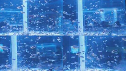 水族馆鱼群高清在线视频素材下载