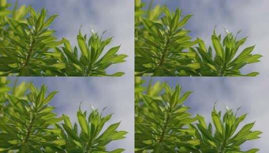夏日天空下的绿叶高清在线视频素材下载