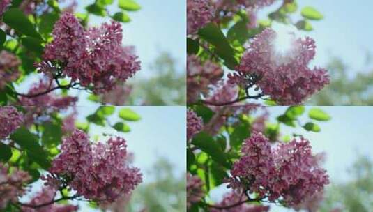 苹果，花，花，树高清在线视频素材下载