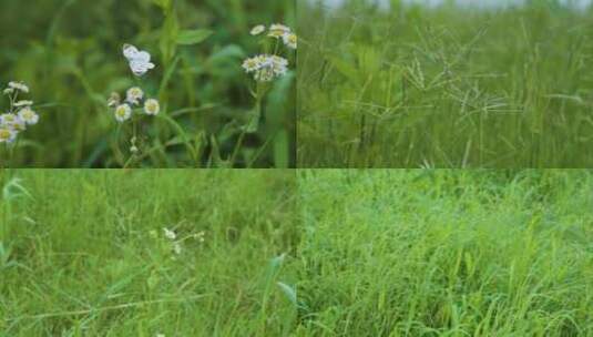 风吹草坪高清在线视频素材下载