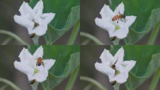 田园野趣：蜜蜂飞舞蒲瓜花间，钻入采蜜高清在线视频素材下载