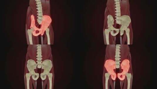 骨盆骨、髋骨x光风格、内脏3D渲染高清在线视频素材下载