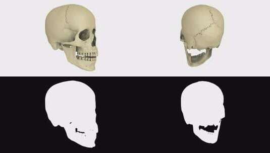 头骨模型高清在线视频素材下载