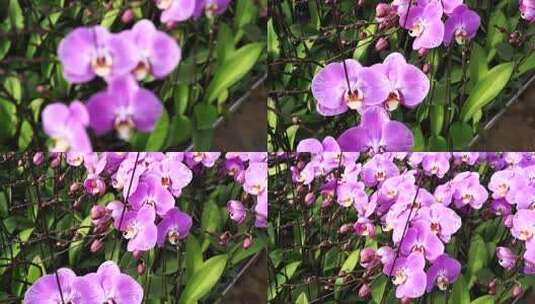 蝴蝶兰 兰花 花朵 观赏花 卉漂亮的花朵高清在线视频素材下载