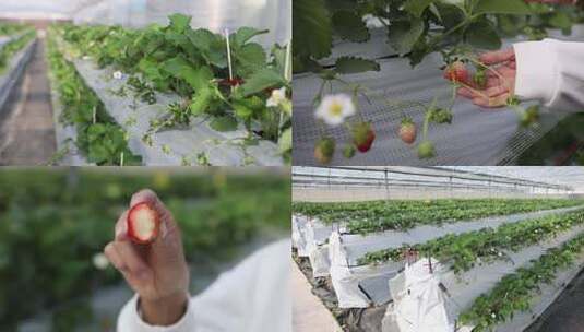 草莓园 草莓 奶油草莓 种植高清在线视频素材下载