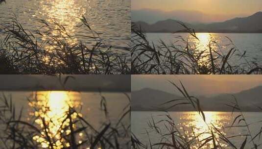 湖面夕阳下的芦苇与远山高清在线视频素材下载