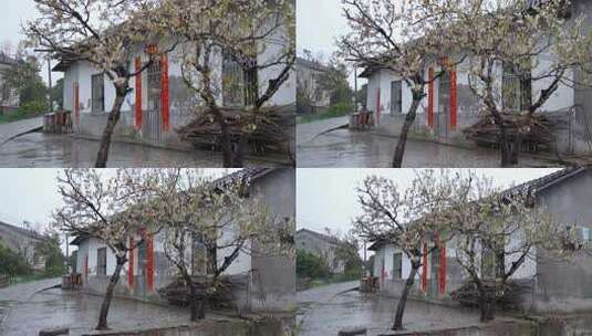 相机高清摄雨天乡村屋前樱桃树雨声狗叫声高清在线视频素材下载