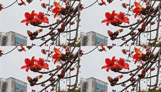 盛开木棉花特写高清在线视频素材下载