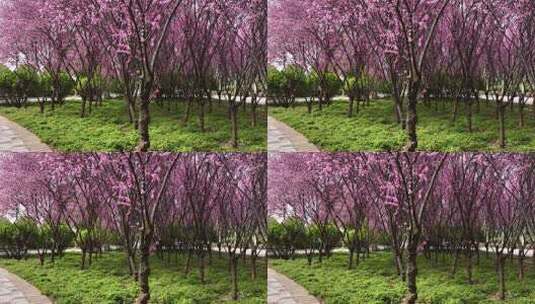 春天公园里大片紫红色梅花盛开高清在线视频素材下载