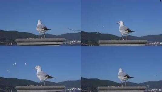 站在栏杆上休息的海鸥特写高清在线视频素材下载