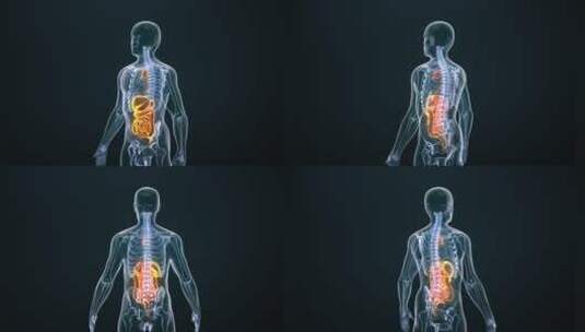 人体内部解剖图展示人体器官高清在线视频素材下载