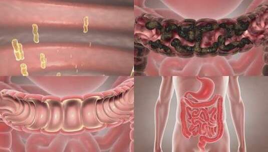 益生菌 肠胃蠕动 排毒排宿便 肠道健康高清在线视频素材下载