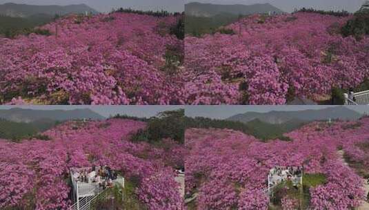 广东冬季最大面积紫花风铃花盛开航拍视频高清在线视频素材下载