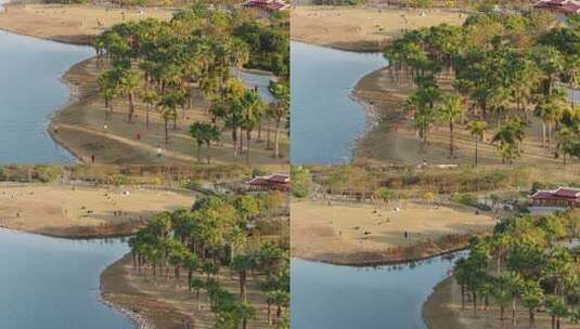 厦门 海沧 马銮湾 湿地公园 落羽杉高清在线视频素材下载