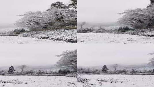 森林下雪移动镜头天雪景下雪雪山树上雪花高清在线视频素材下载