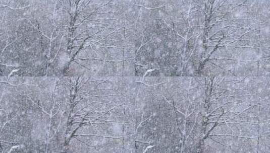 冬季雪花落在树枝上高清在线视频素材下载