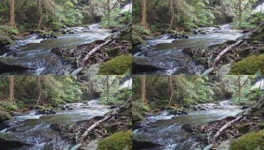 清澈的溪流从森林穿过高清在线视频素材下载