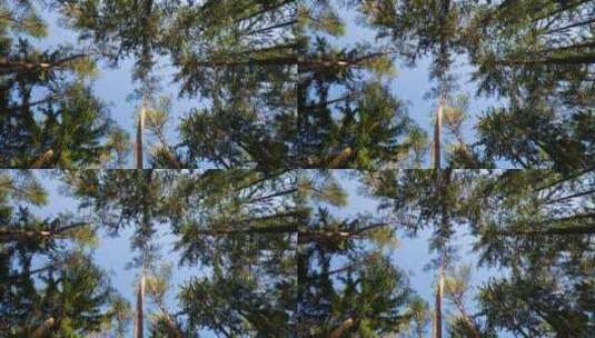 仰拍透过树木看天空高清在线视频素材下载