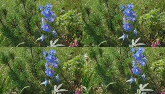 松树旁的蓝花高清在线视频素材下载