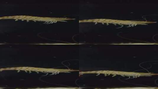 4K竖屏拍摄一只基围虾在水里下坠高清在线视频素材下载