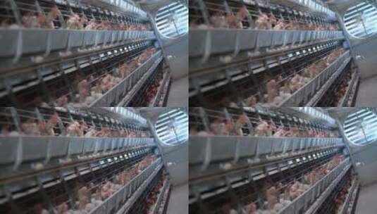 养鸡场的特写镜头高清在线视频素材下载