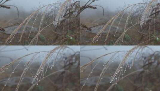 寒冷冬季荒草上水滴结冰高清在线视频素材下载