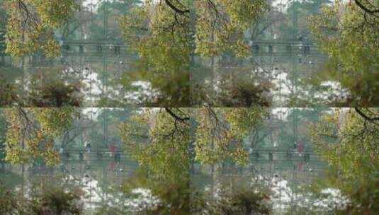 36 杭州 古风 风景 小桥 树枝 湖面高清在线视频素材下载