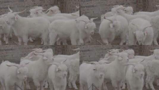 绒山羊养殖基地一群羊的中景别高清在线视频素材下载