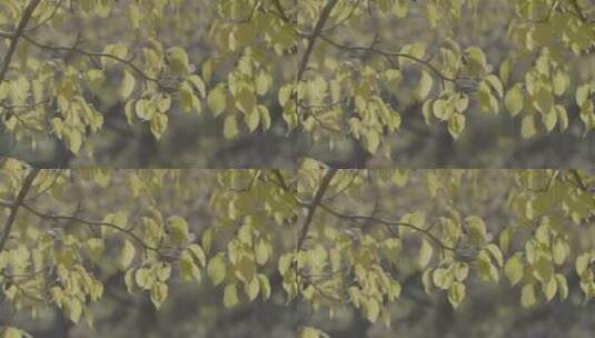 秋季金色树叶LOG高清在线视频素材下载