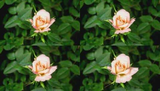 灌木丛上的白玫瑰开放高清在线视频素材下载