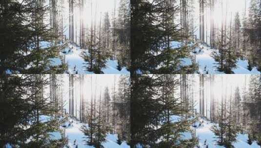阳光透过冬日森林的树木高清在线视频素材下载