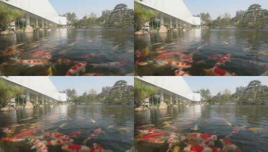 水里的红鲤鱼和水面上的白天鹅高清在线视频素材下载