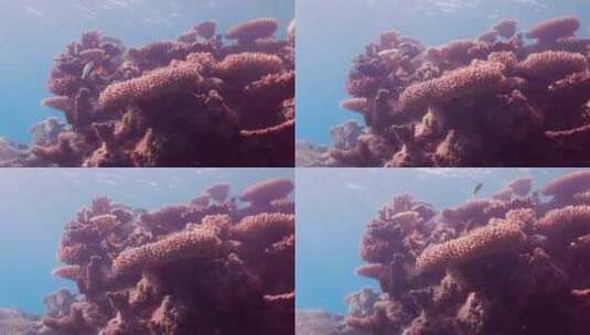 海洋底下的珊瑚礁高清在线视频素材下载