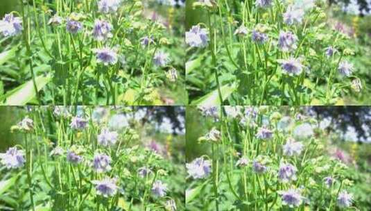 花园花房鲜花花卉特写高清在线视频素材下载