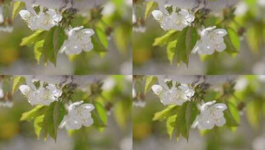 樱桃花开高清在线视频素材下载