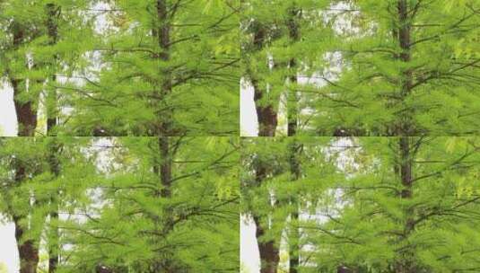 春季的落羽杉树高清在线视频素材下载