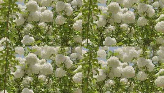 自然温馨绣球花高清在线视频素材下载