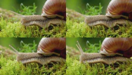 微距蜗牛慢慢爬高清在线视频素材下载
