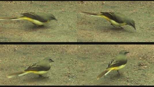 黄色的麻雀小鸟动物野外自然高清在线视频素材下载
