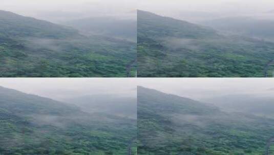 自然风光绿色森林山谷清晨云雾竖屏高清在线视频素材下载