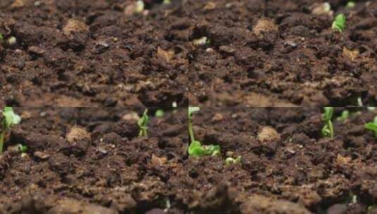 泥土里新生的绿芽高清在线视频素材下载