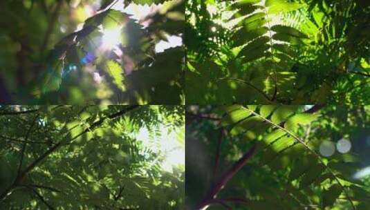 夏天阳光透过树叶空镜高清在线视频素材下载
