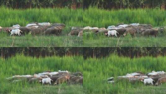 草地上牛羊群自由散步高清在线视频素材下载