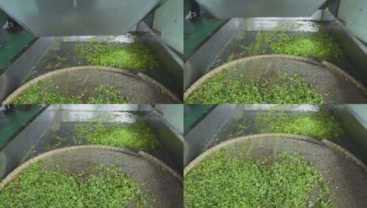 实拍现代化制茶车间茶叶生产加工制作过程高清在线视频素材下载